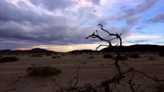 沙漠怪树林 一棵枯树树枝日落晚霞乌云延时