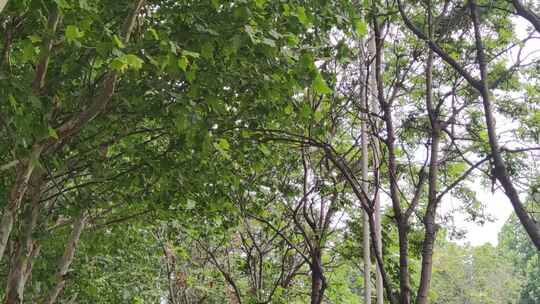 风吹树枝树叶植物实拍视频素材模板下载