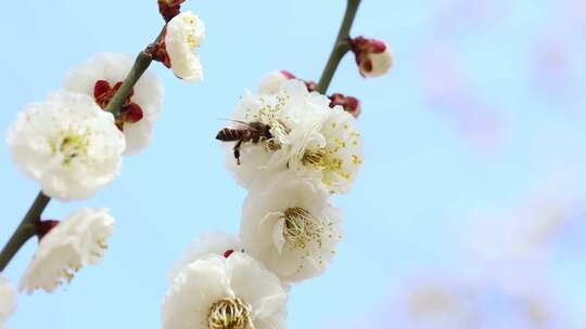 唯美春天开花桃花白色梅花白梅蜜蜂