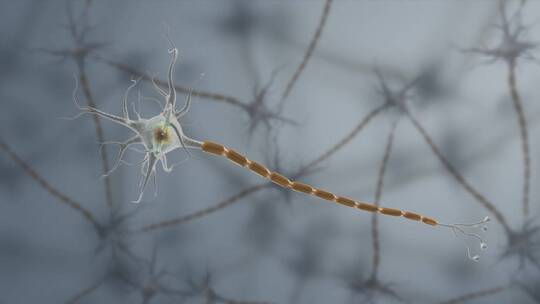 神经元细胞膜树突轴突三维动画