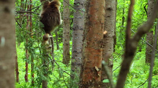 金丝猴爬树5视频素材模板下载