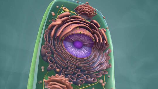 动物细胞 植物细胞 微观医学三维动画展示