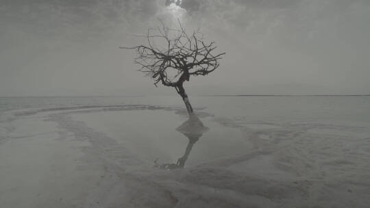 以色列死海中心枯树艺术小岛