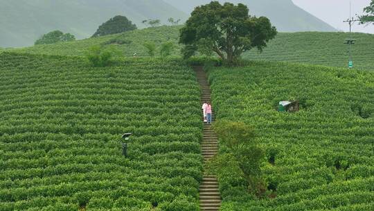 清晨茶山上行走的女子休闲度假