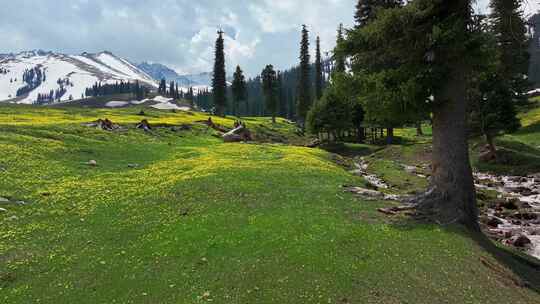 雪山草原花海绝美风景