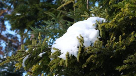 冰雪溶解挂在松树上的雪