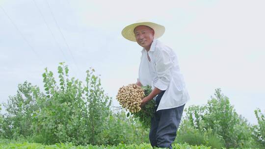 花生种植