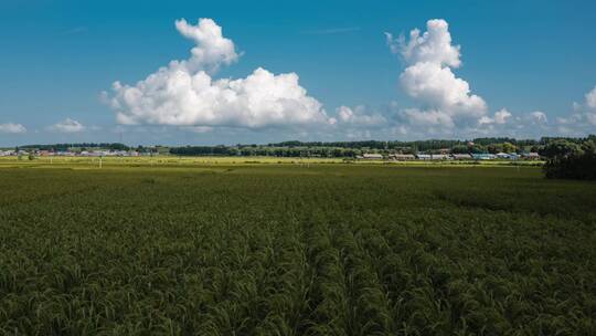 东北稻田五常大米种植水稻
