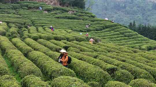茶园采茶