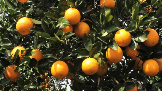 橘子成群结队挂在树上视频素材模板下载