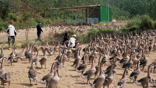 清远黑棕鹅养殖基地实拍素材