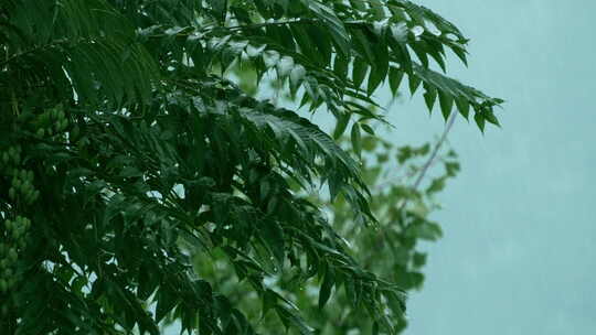 雨 大雨 雨中树叶升格03