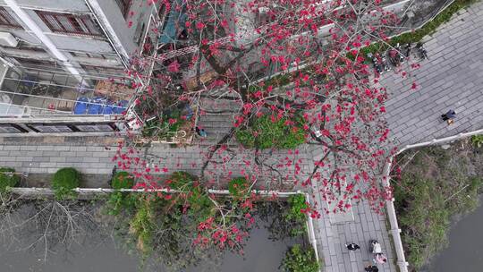 中国广东省广州市海珠区黄埔村木棉花视频素材模板下载