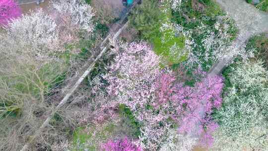 杭州植物园灵峰探梅梅花风景视频素材