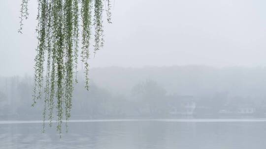 杭州西湖景区花港观鱼雾景