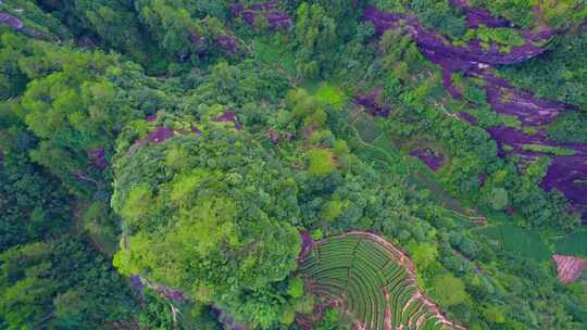 航拍武夷山大红袍母树三坑两涧岩茶茶园茶山