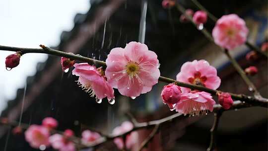 唯美古风雨中红梅绽放意境视频