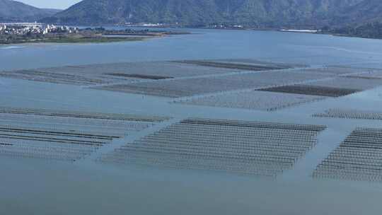 生蚝海上养殖场壮观景象