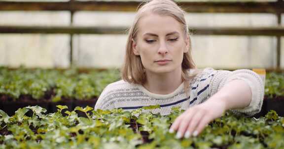 女人触摸盆栽植物并检查它们的叶子