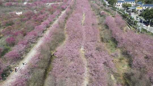 航拍长沙贝拉小镇樱花园开满樱花