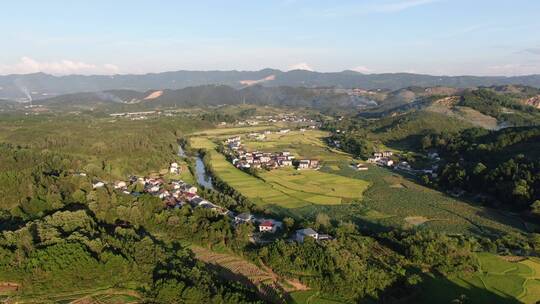 航拍金黄稻田杂交水稻种植稻田