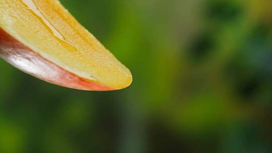 唯美花瓣上滴落的水滴视频素材模板下载