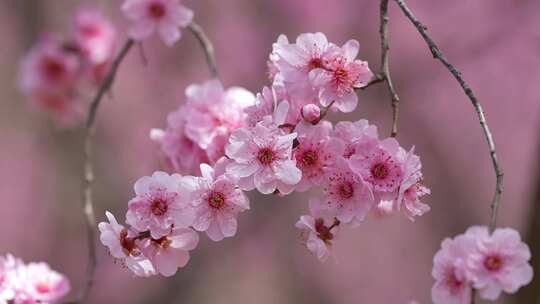 春天粉红色梅花盛开春风中摆动