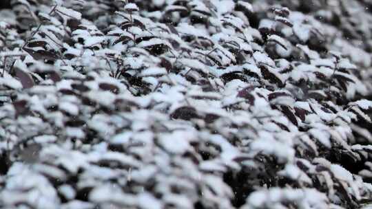 雪花落在叶子上视频素材模板下载