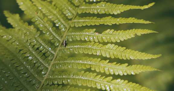 蕨类植物叶子