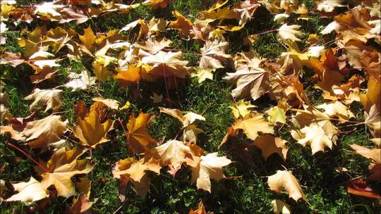 大自然秋天 草地上的落叶