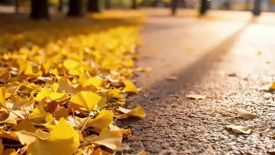 铺满银杏落叶的道路