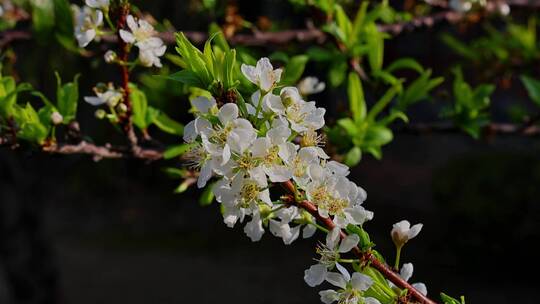 春天李花蜜蜂采蜜