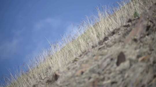 蓝天白云草原土坡石头地里生长的草