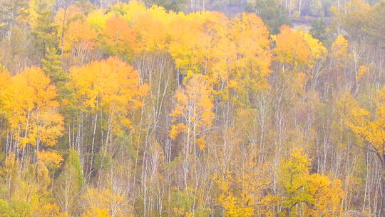 深秋 金黄色树林 如画景色 俯拍 4k
