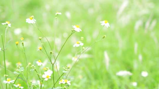 微风吹拂草丛实拍