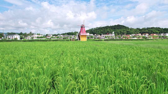 夏日里绿油油的稻田风车美丽的乡村田野航拍视频素材模板下载