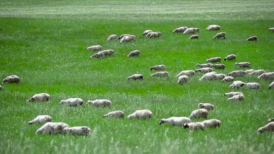 内蒙古辽阔的大草原羊群