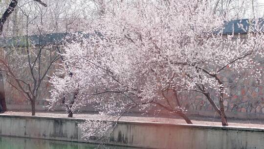 升格实拍唯美空镜头春天盛开的山桃花