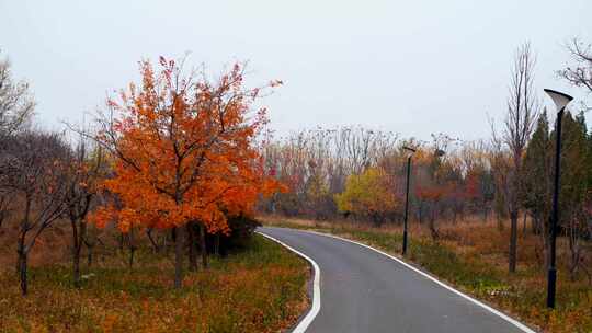 秋天枫林道路