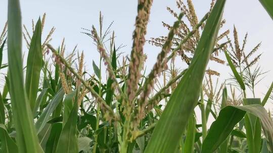 农田里的玉米视频素材模板下载