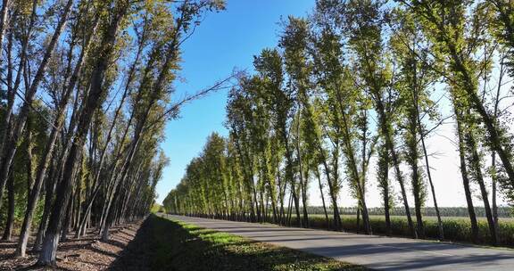 两边是白桦树的乡村道路航拍