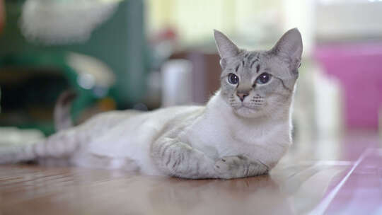 家庭宠物暹罗猫视频素材模板下载