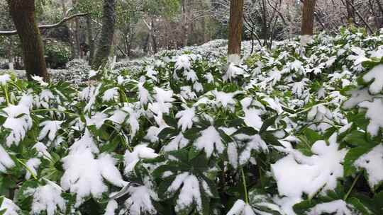 长沙植物园雪天积雪