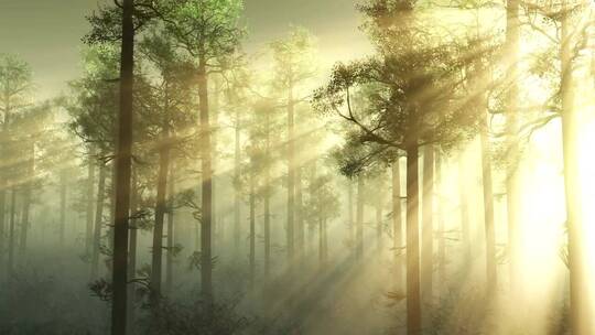 阳光穿过雾蒙蒙的森林