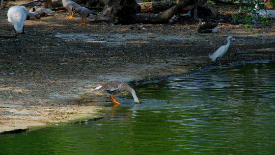 池塘边 河边 一只鹅拍打翅膀洗澡