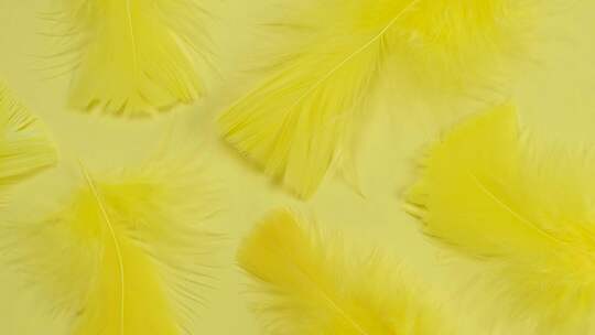 黄色背景上旋转的黄色羽毛时尚精致的背景