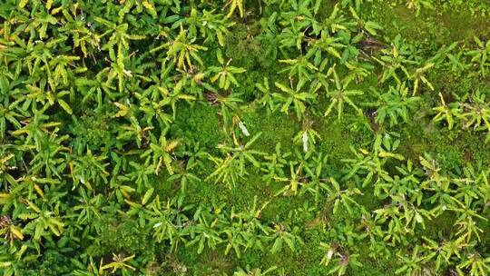 种植园香蕉林航拍