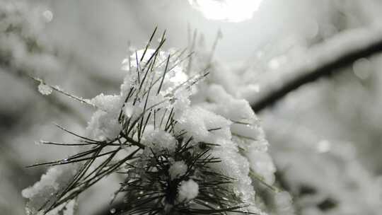 雪景唯美升格实拍视频素材模板下载