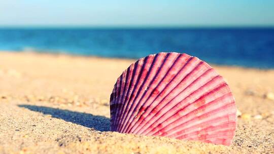 海边沙滩上的海贝壳