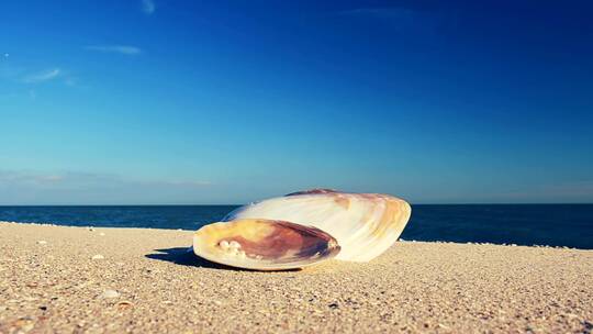 贝壳被冲上海滩